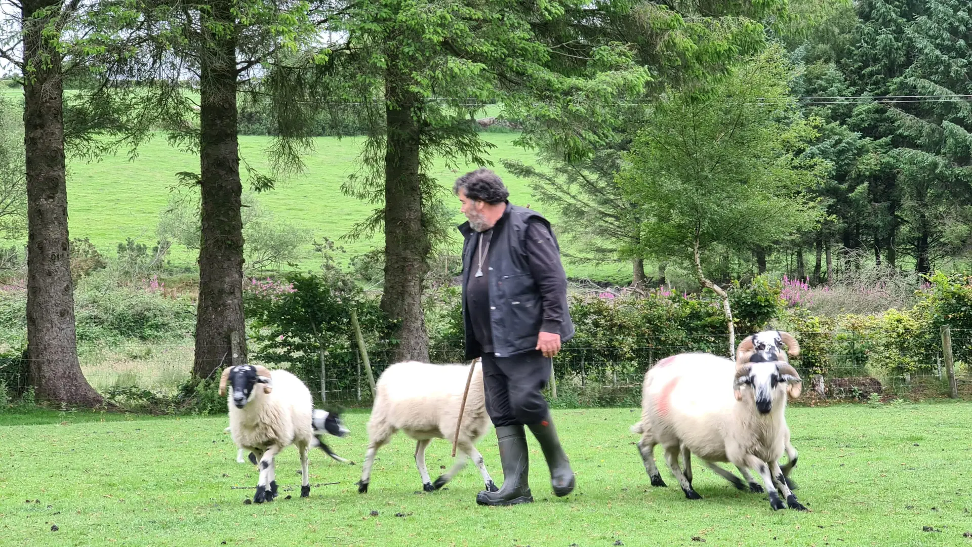 John Heffernan is a sheepdog trainer in Co. Wicklow