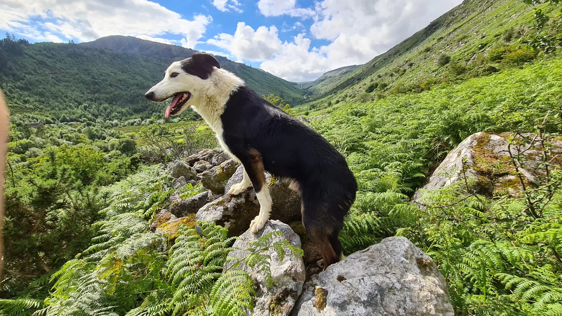 Sheepdog at work in the Wicklow Mountains