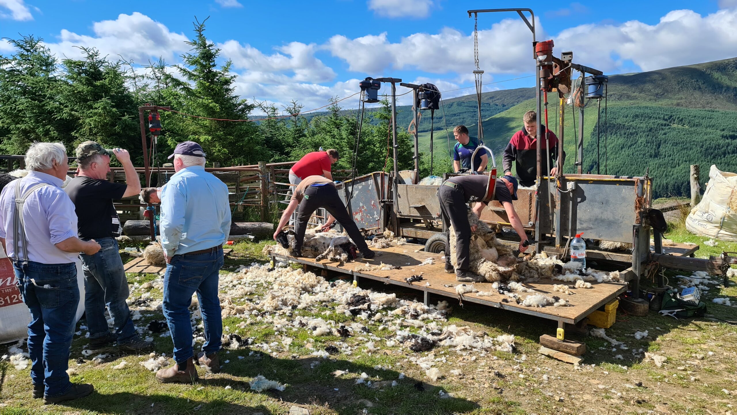 Traditional sheep farming in Co. Wicklow