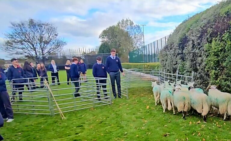 School sheep and sheepdog demonstration