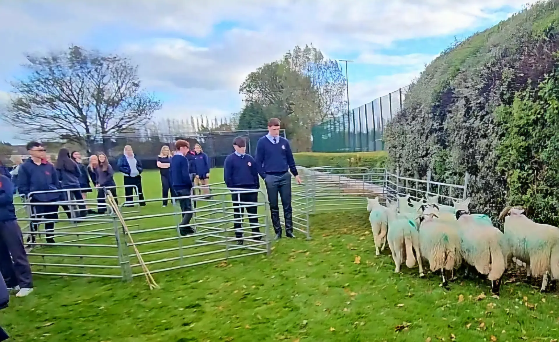 School sheep and sheepdog demonstration