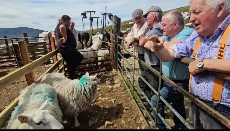 Hill farmers ready to start shearing sheep